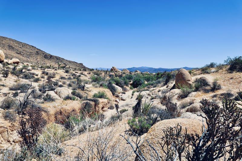 Joshua Tree Desert Boulders