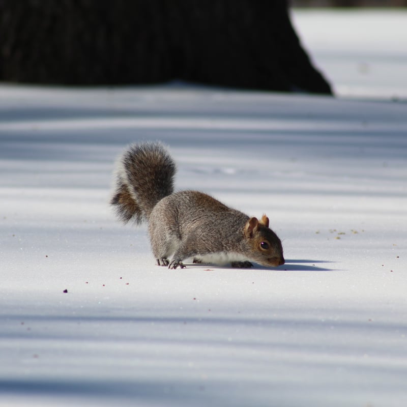 Eisenhower Park