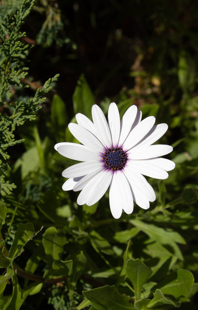 La Habra Local Flora