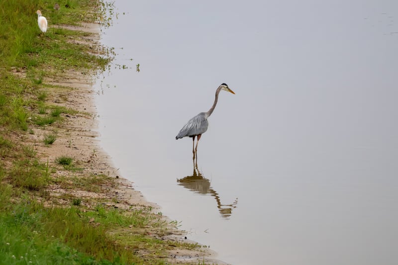 Woodforest Community Pond