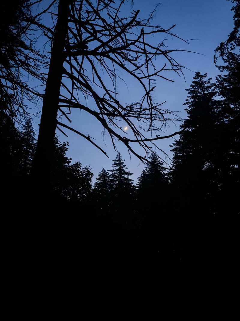Historic Columbia River Highway Forest