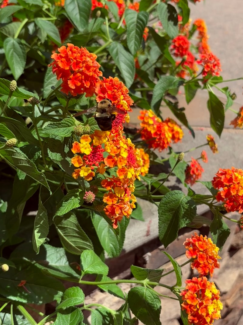 NoDa Neighborhood Gardens