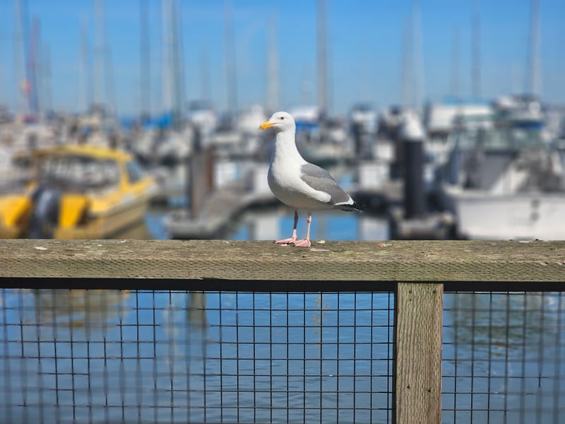 Fisherman's Wharf Marina