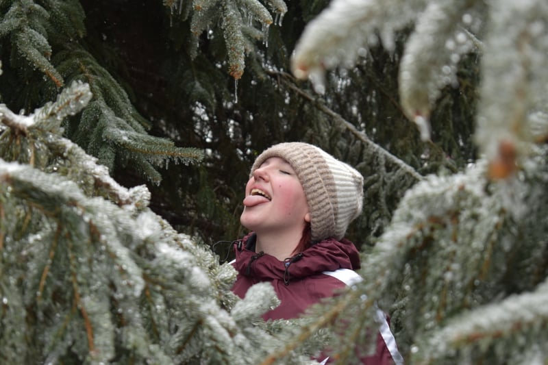 Winter Evergreen Portrait Spot
