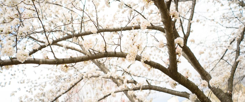 Alexandria Cherry Blossoms