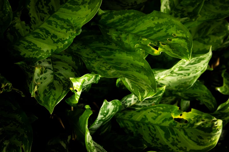 Pinecrest Tropical Foliage