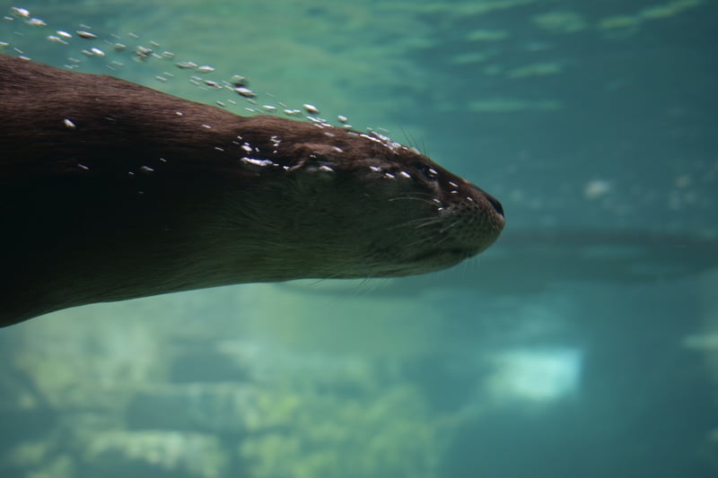 Aquatic Wildlife Exhibit