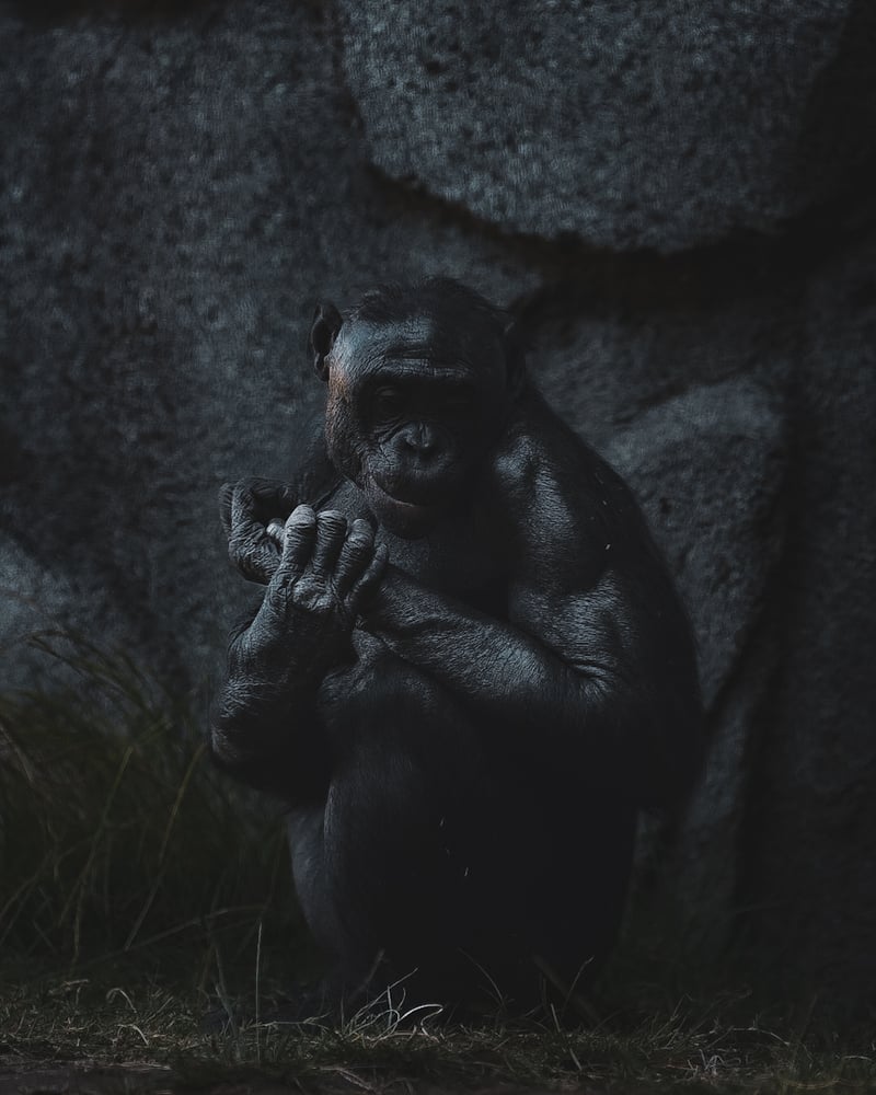 San Diego Zoo