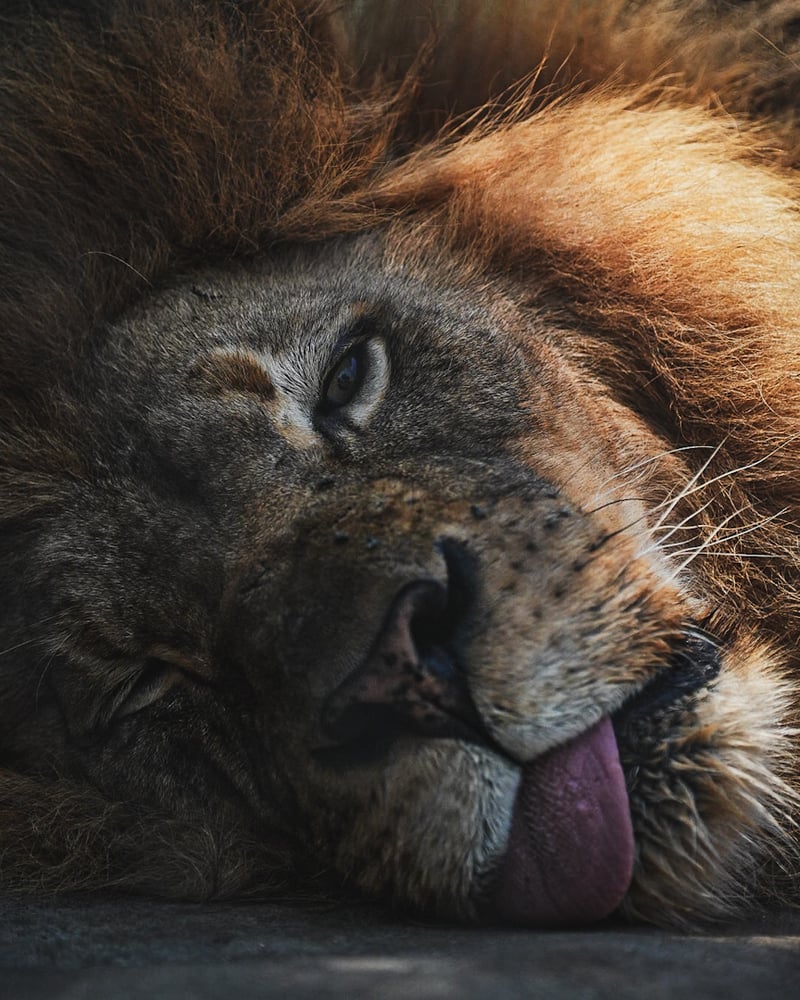 San Diego Zoo