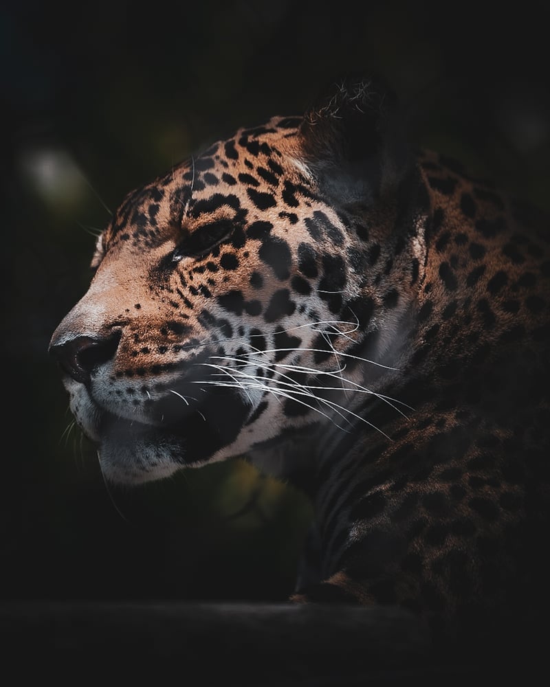 San Diego Zoo