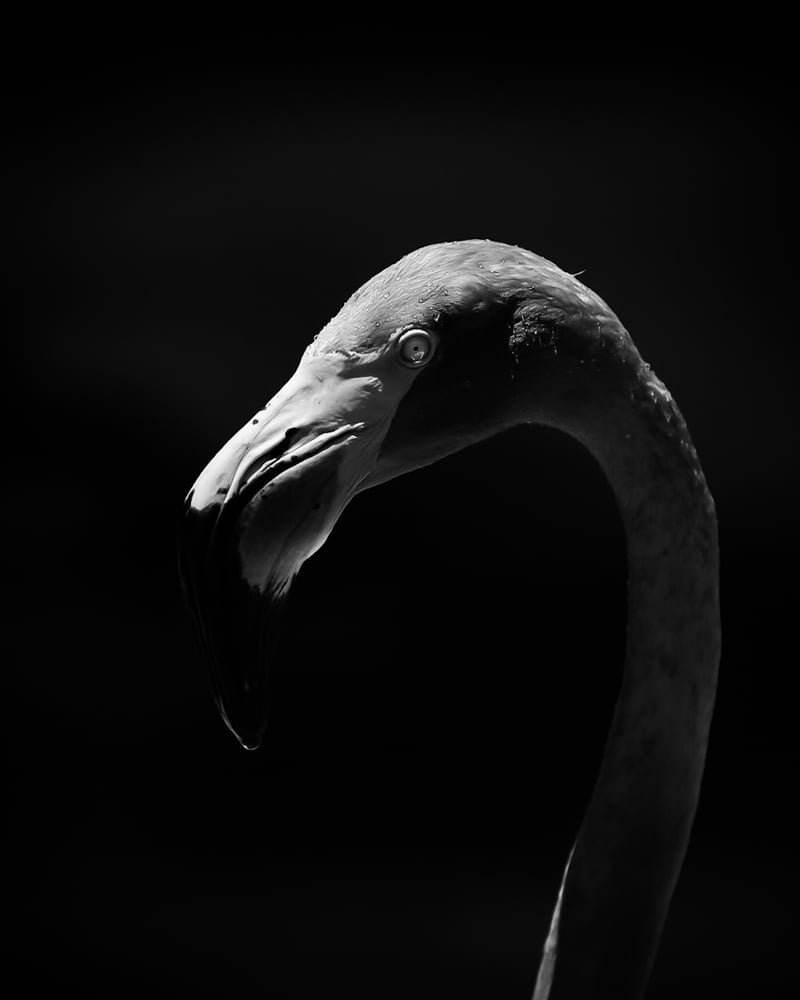 San Diego Zoo
