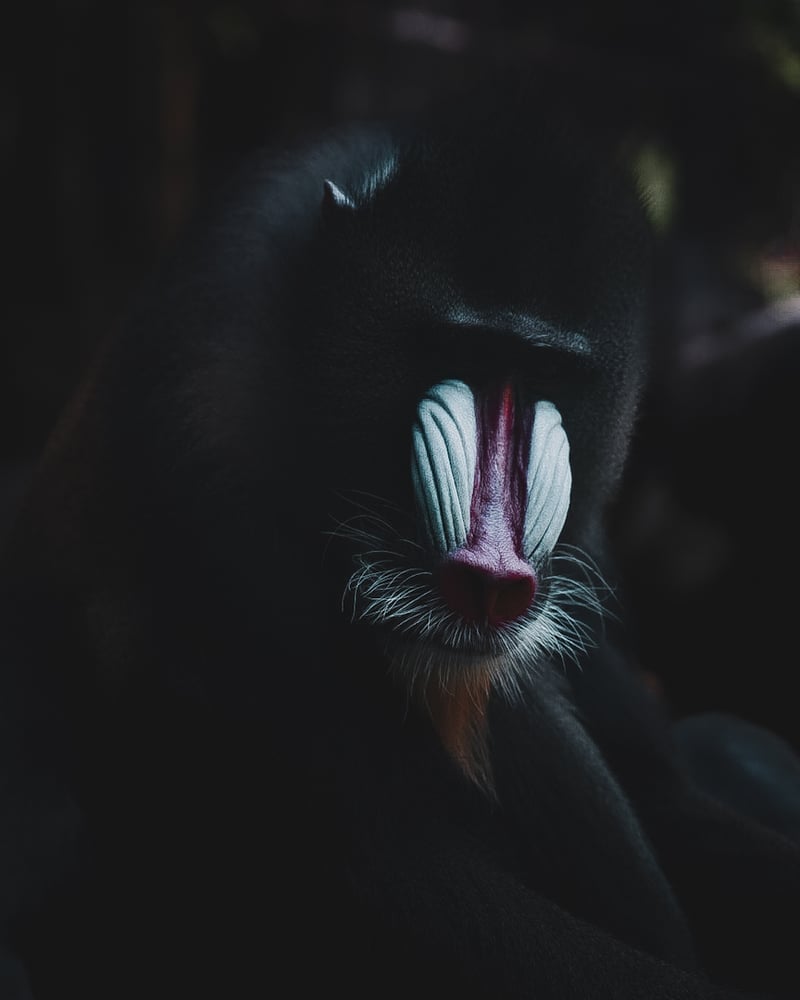 San Diego Zoo
