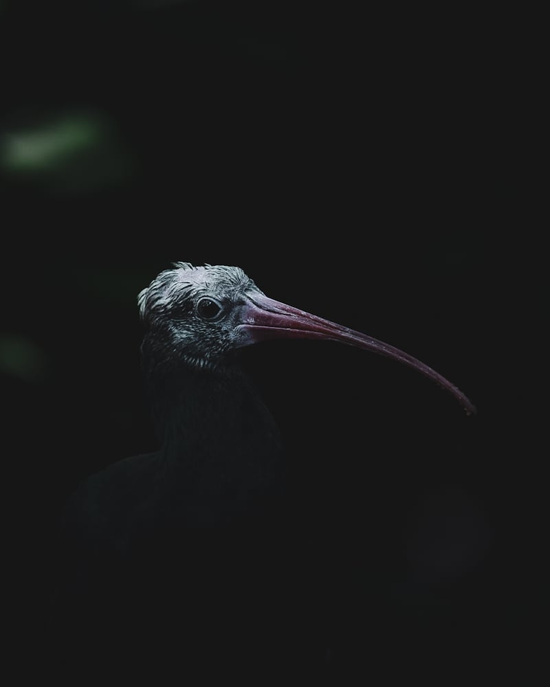 San Diego Zoo