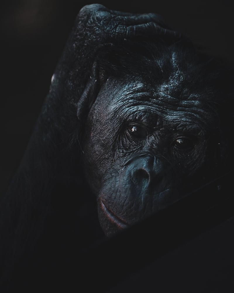 San Diego Zoo