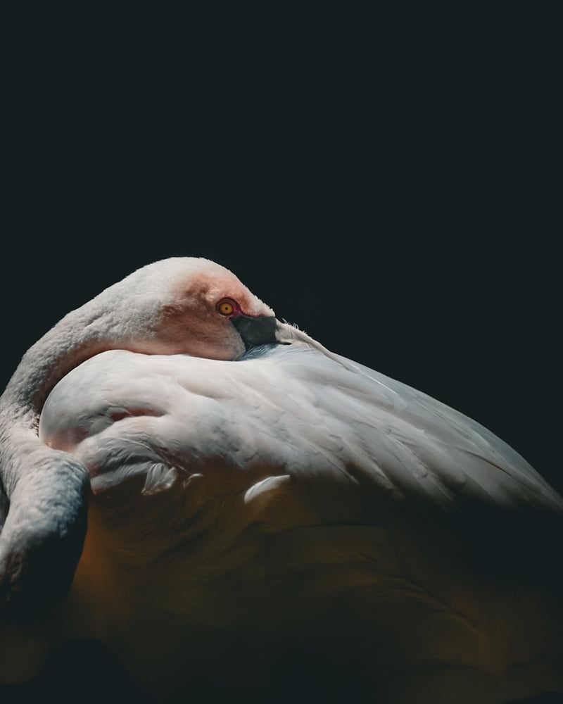 San Diego Zoo