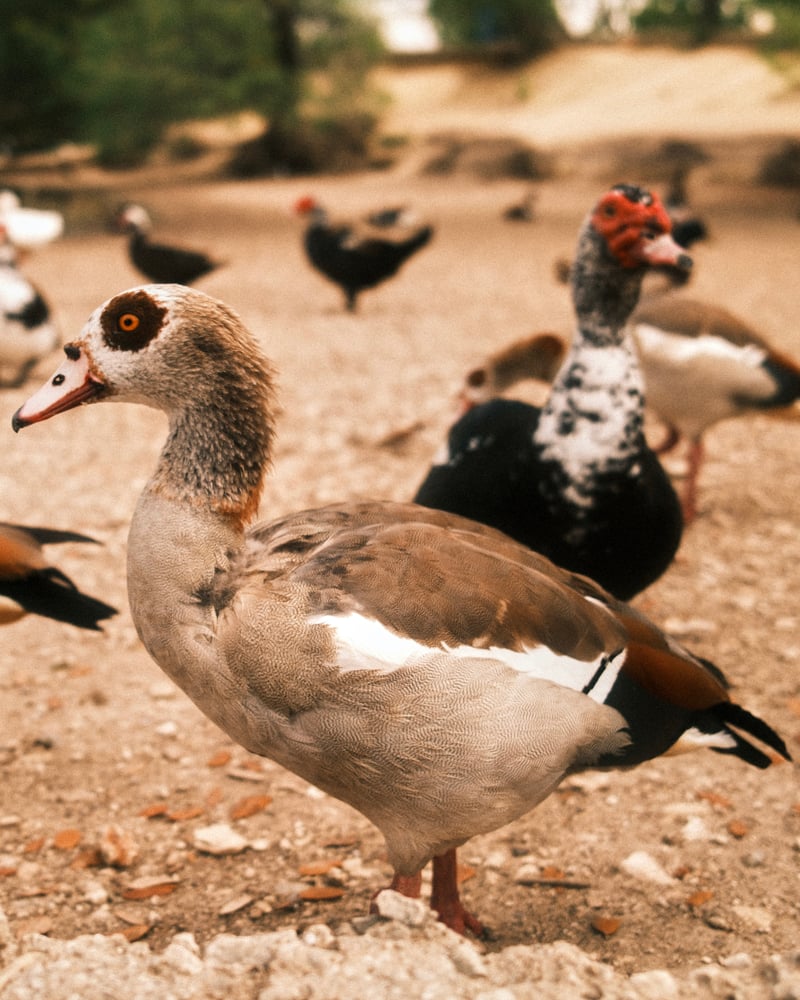 San Antonio Waterfowl Spot