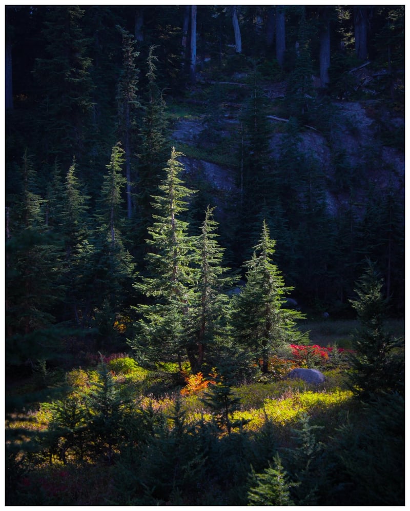 Camp Sherman Forest Clearing
