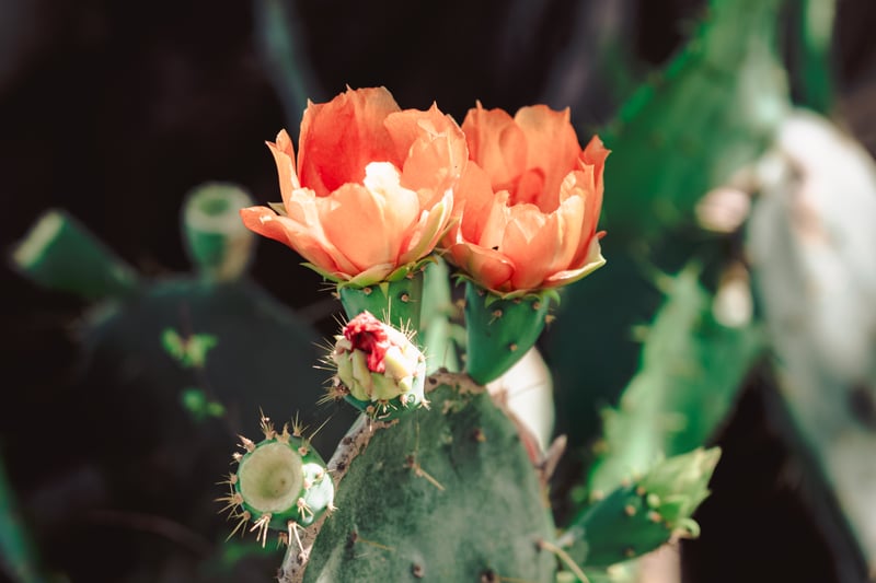 Pleasanton Prickly Pear Fields