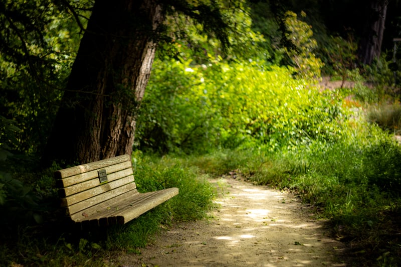 Golden Gate Park Woodland Path