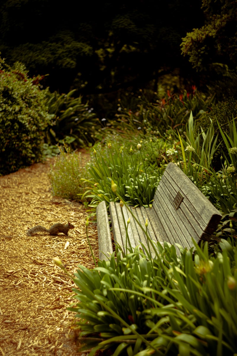 San Francisco Botanical Garden
