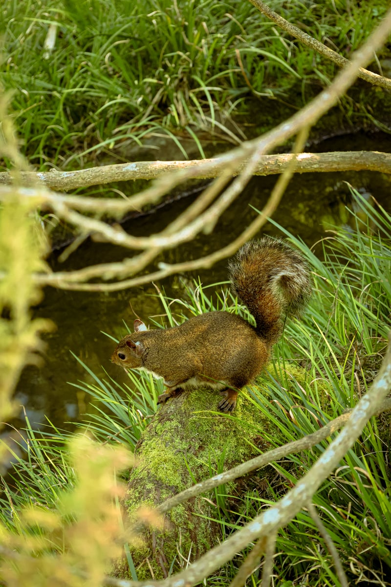 Golden Gate Park