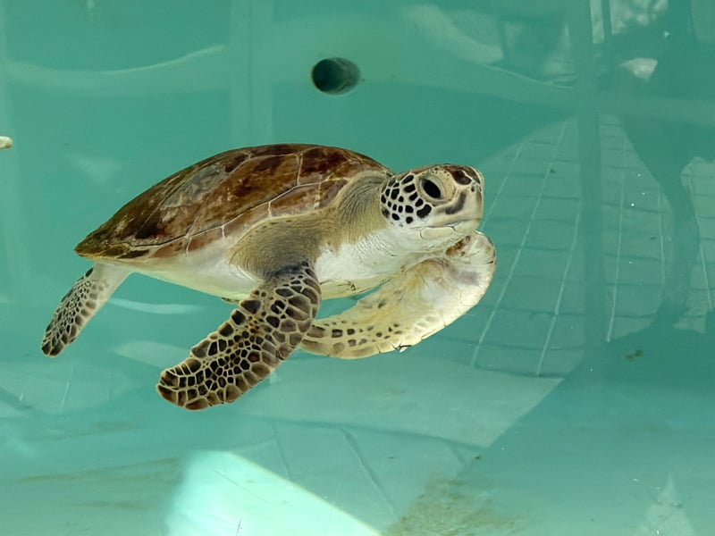 Loggerhead Marinelife Center
