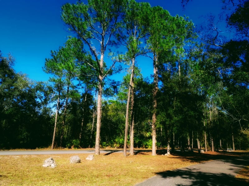 Starkey Wilderness Park Trail