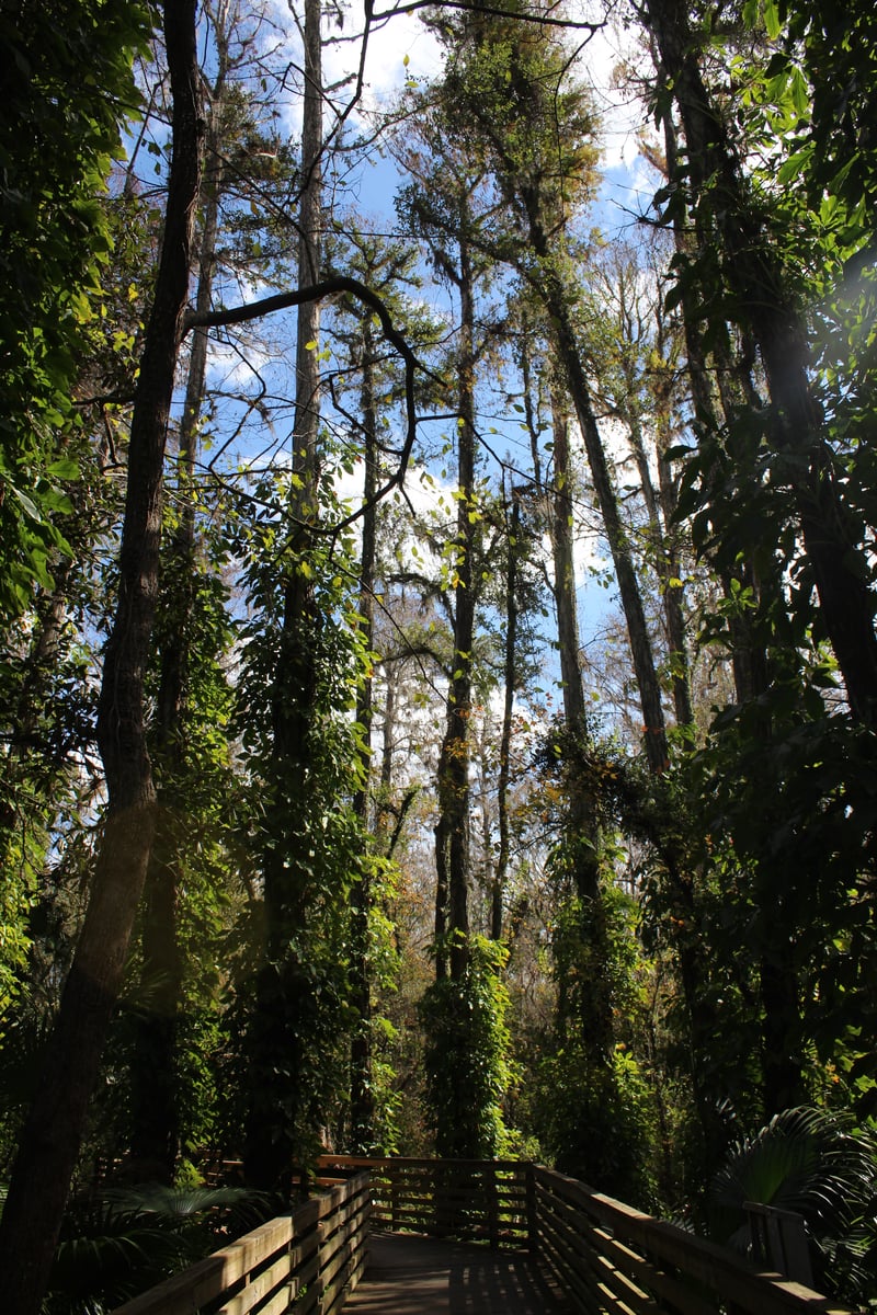 Eureka Springs Conservation Park