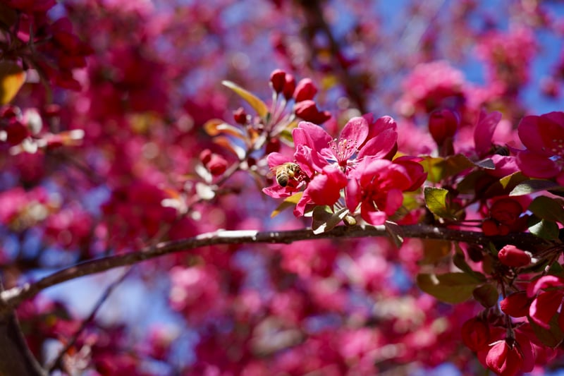 Boise Spring Blossoms