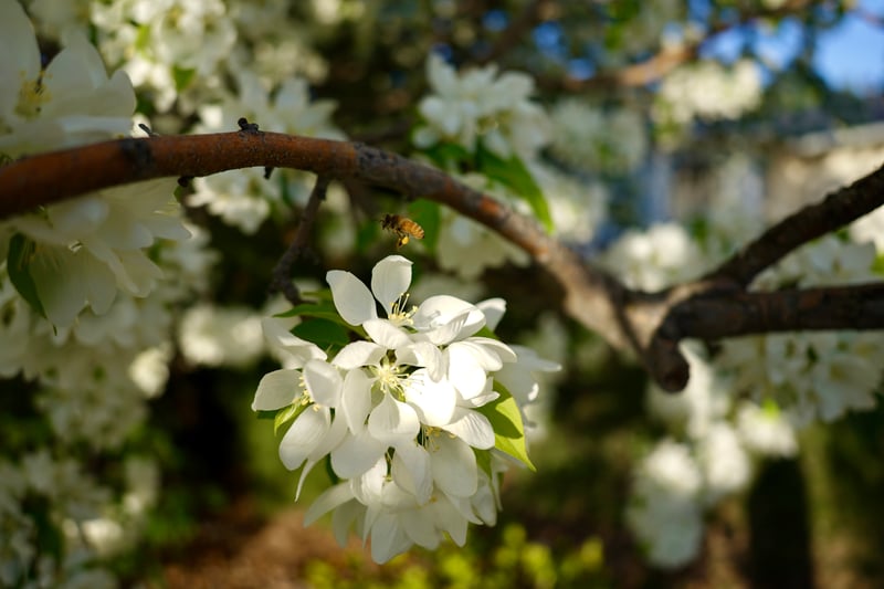 Harris Ranch Spring Blossoms