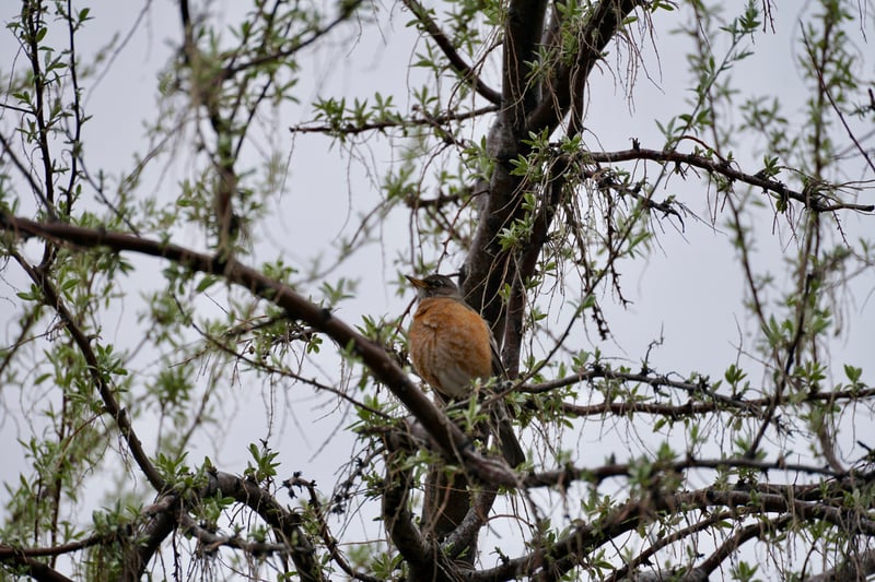 South Boise Foothills Nature Spot