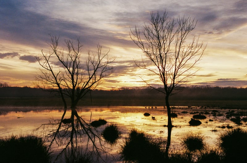 Shelby Bottoms Wetlands