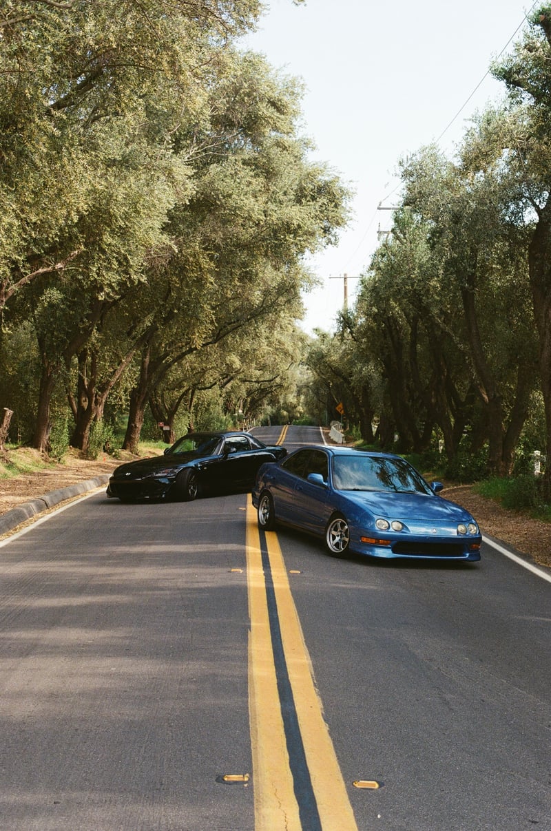 Silverado Canyon Tree Tunnel