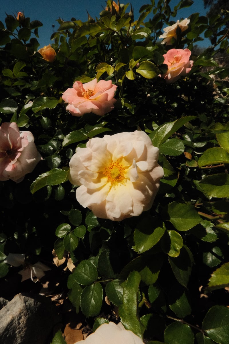 Brackenridge Park Gardens