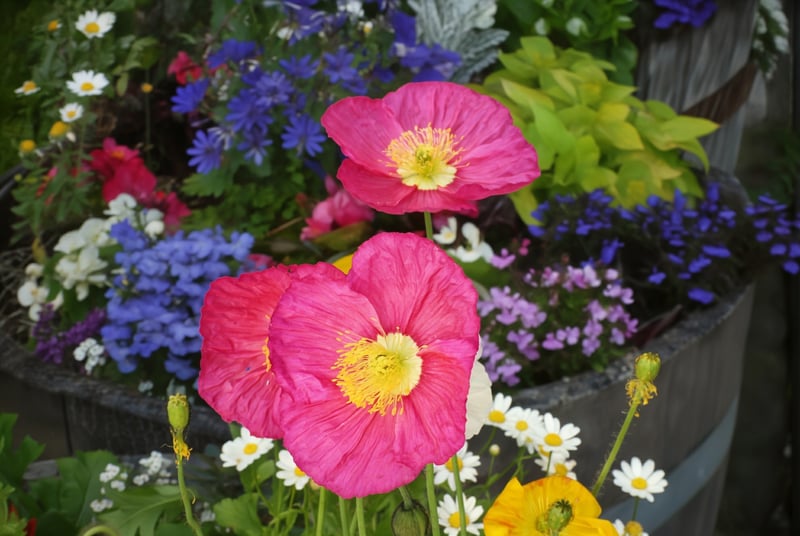 Sonoma Plaza Flower Displays
