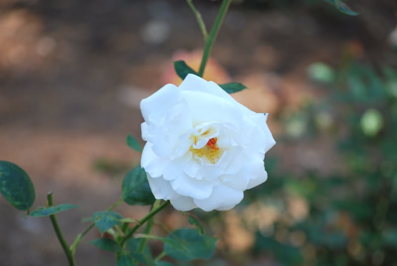 Sonoma Plaza Gardens