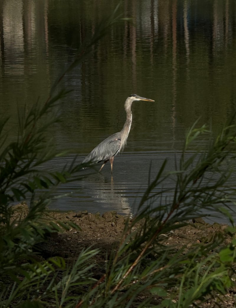 Lakeside Pond