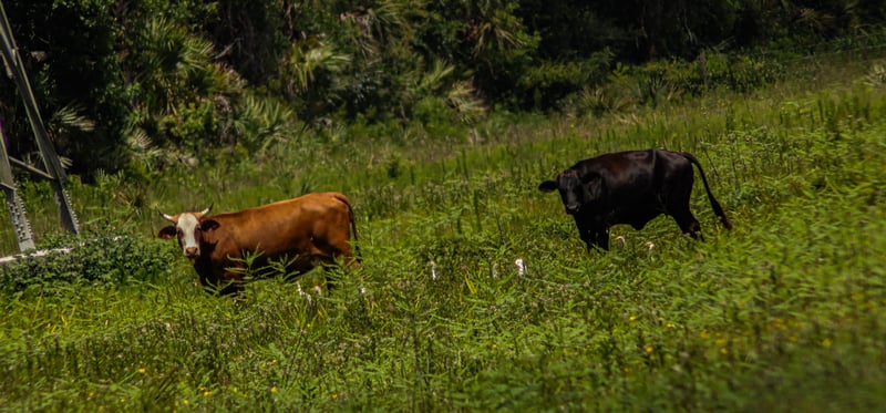 Christmas Florida Pastures