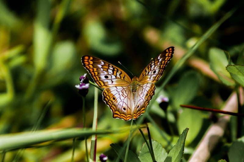 Tosohatchee Wildlife Management Area