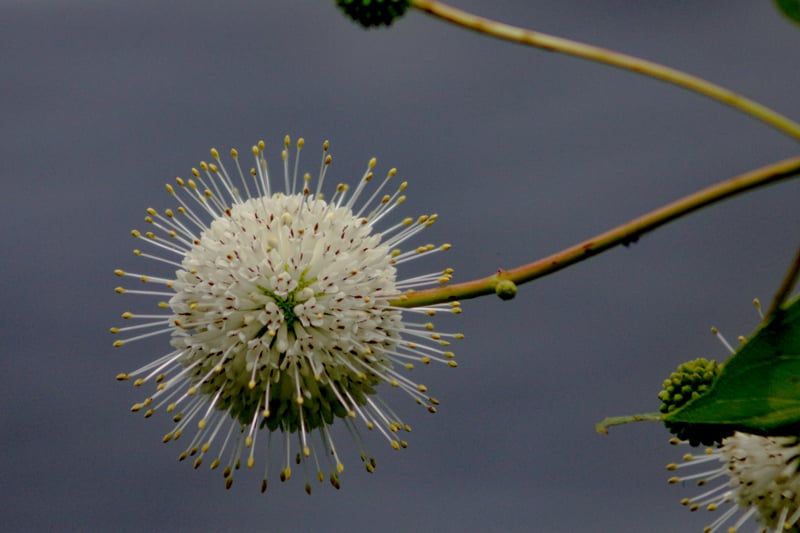 Orlando Wetlands Park