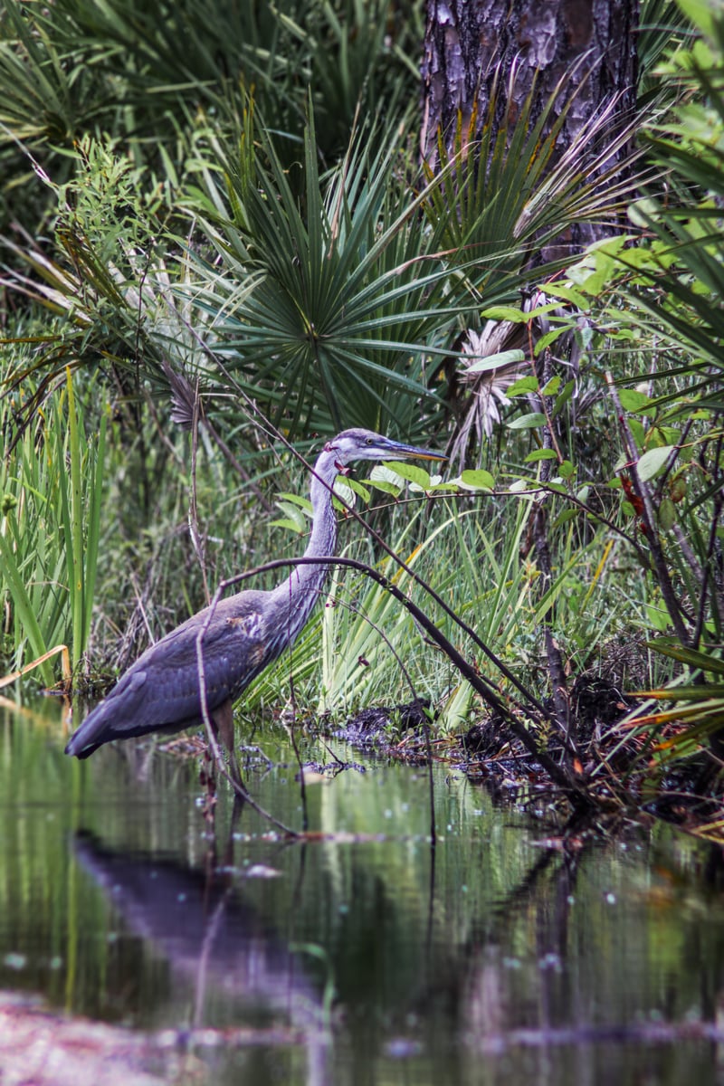 Tosohatchee Wildlife Management Area
