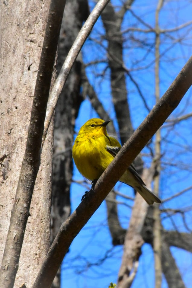 Forest Park Birding Area