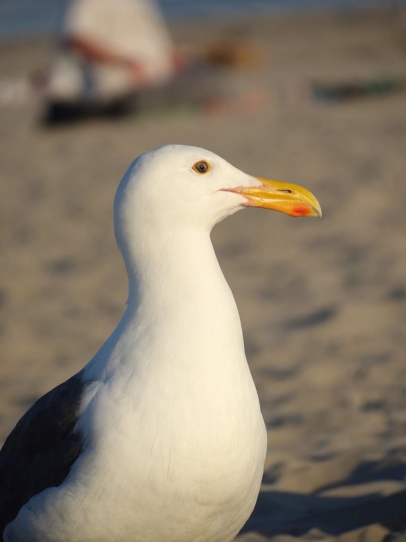 Southern California Beach Wildlife
