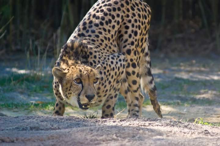 Cheetah Run at Busch Gardens Tampa Bay