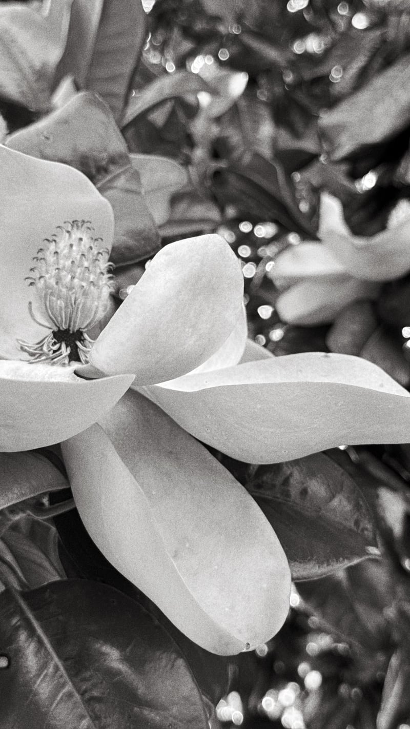 Magnolia Blooms in West End
