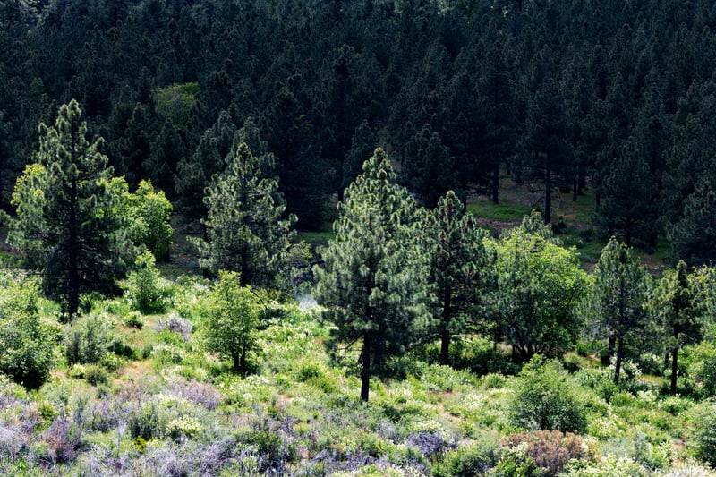 Mount Laguna Pine Forest