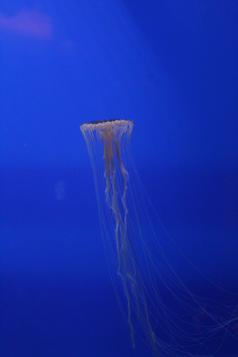 Georgia Aquarium