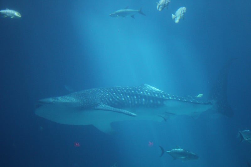 Georgia Aquarium