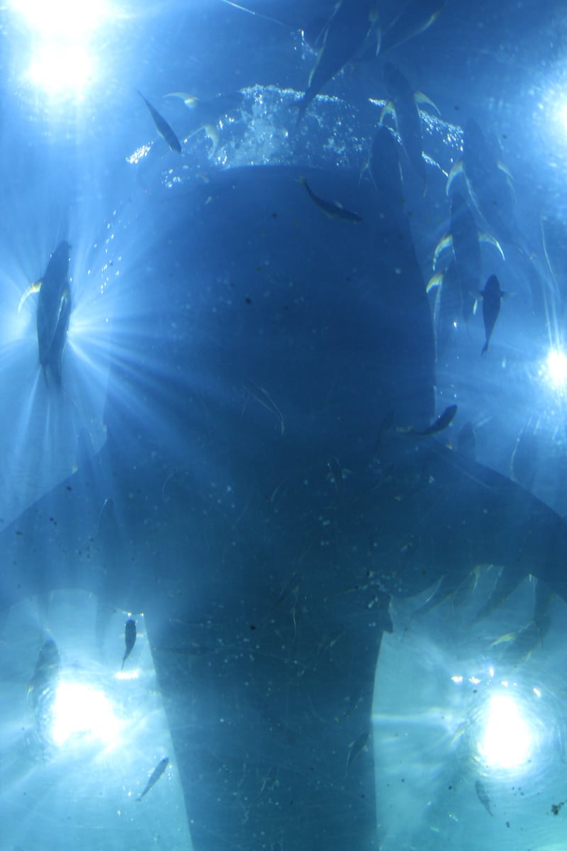 Georgia Aquarium