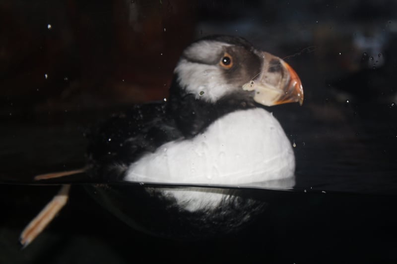 Georgia Aquarium